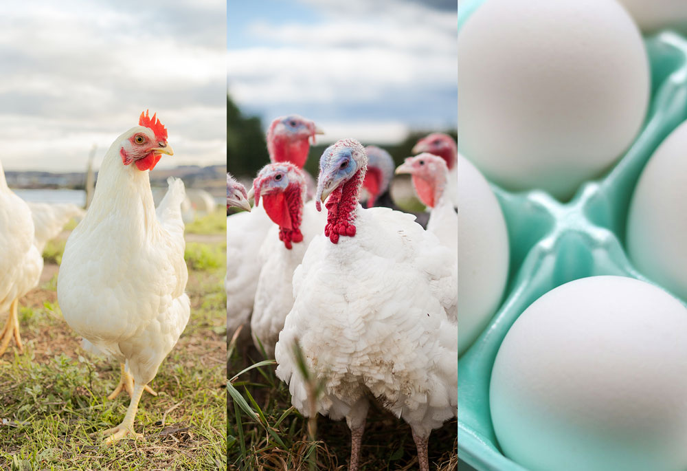 21-express-markets-inc