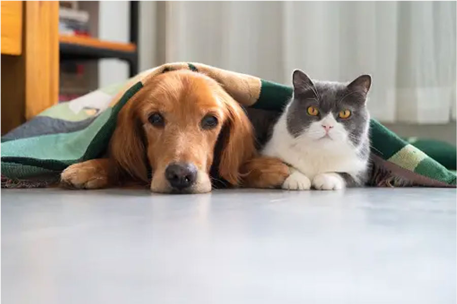 dog-and-cat-1
